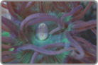 Whisker Coral - 3 Heads